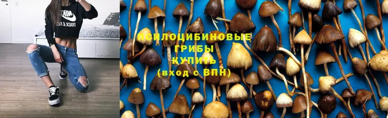 где можно купить наркотик  Павлово  Псилоцибиновые грибы Magic Shrooms 